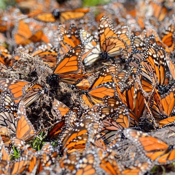 Ban Butterfly-killing Avocados