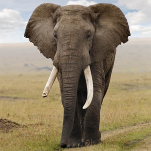 African elephant