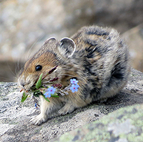 Pika