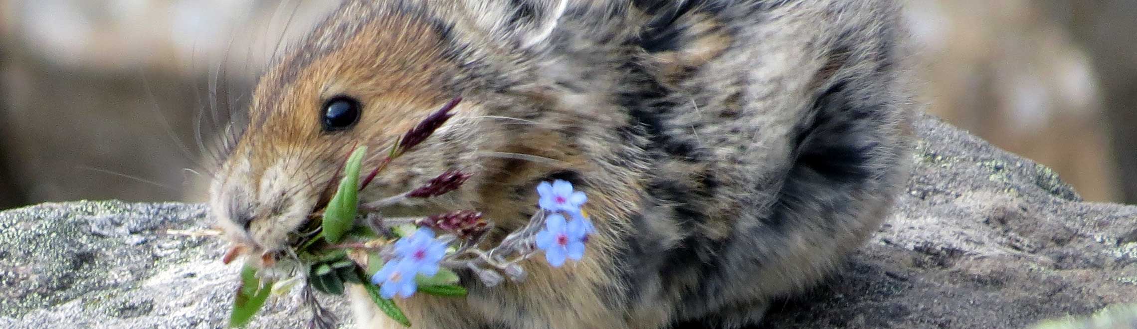 American pika