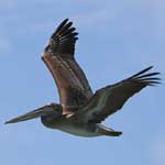 Eastern brown pelican