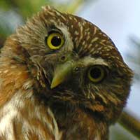 Cactus ferruginous pygmy owl