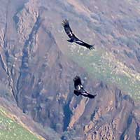 California condors