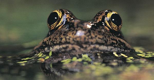 California red-legged frog