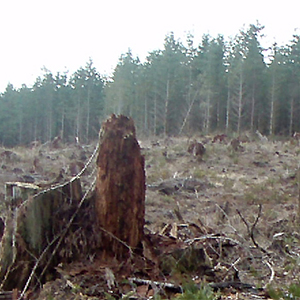 Clearcut forest