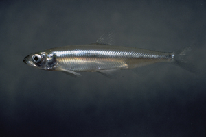 Delta smelt