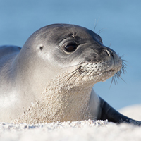 Hawaiian monk seal