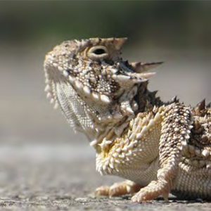 Horned lizard