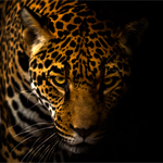 El jaguar