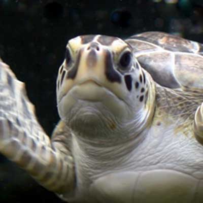 Loggerhead sea turtle