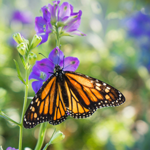 Monarch butterfly