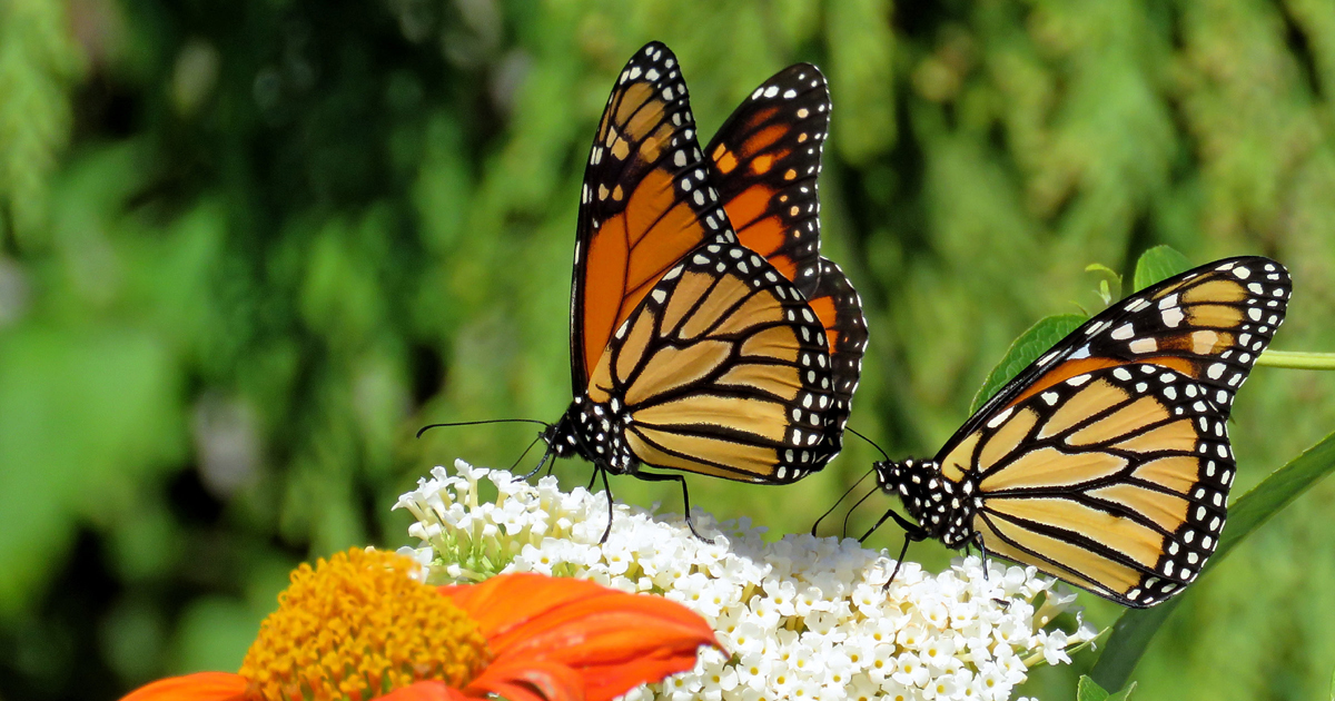 monarch butterflies