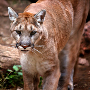 Mountain lion