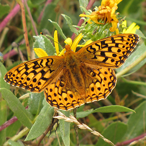 Myrtle's silverspot butterfly