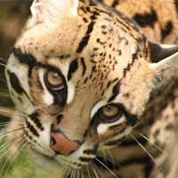 Ocelot