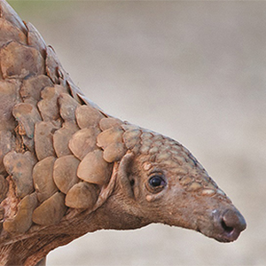 Pangolin