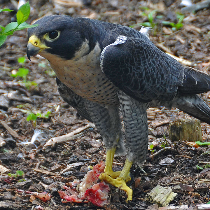 Peregrine falcon