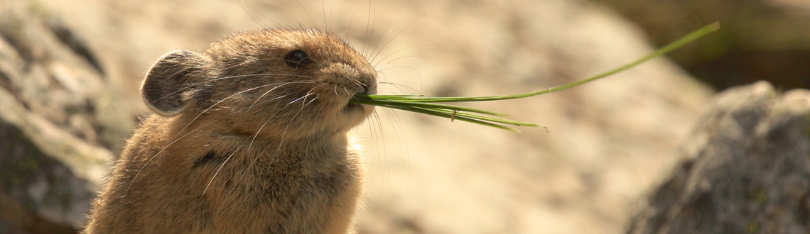 American pika with grass in their mouth