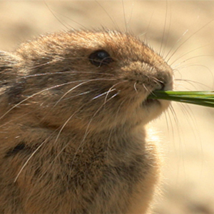 Pika