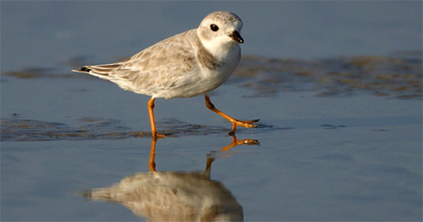 Piping plover