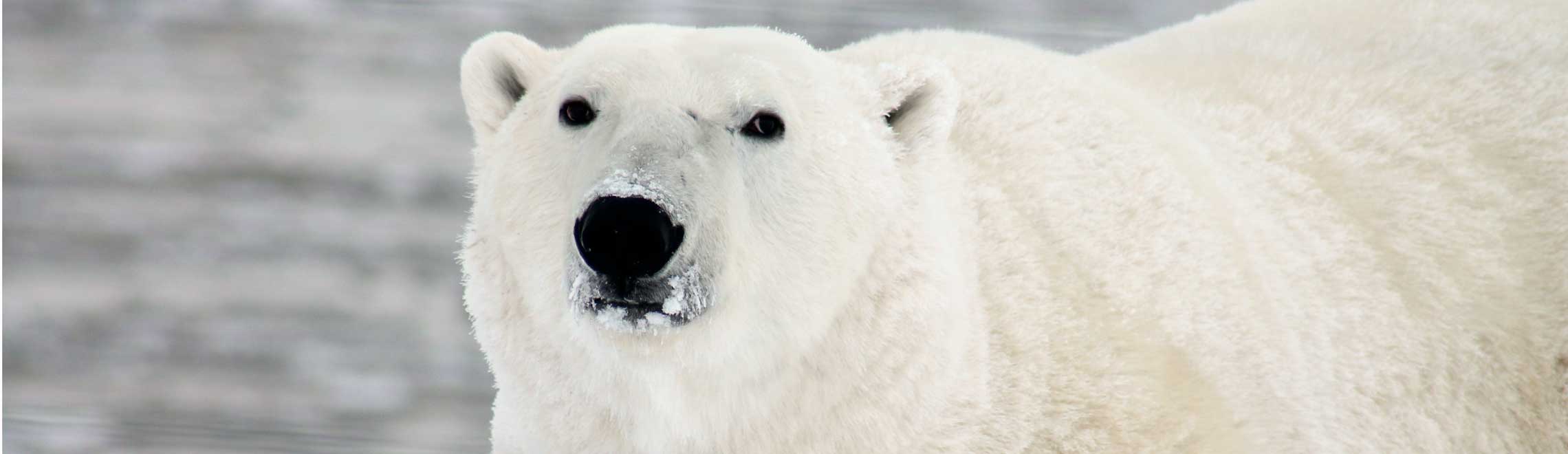 Polar bear