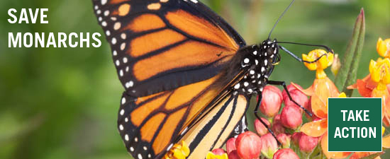 Monarch butterfly