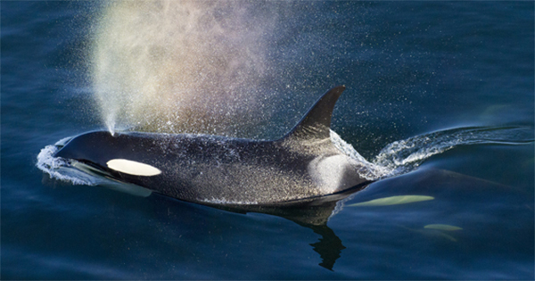 Southern Resident orca