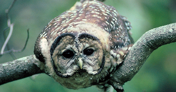 spotted owl