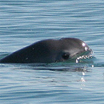 La vaquita