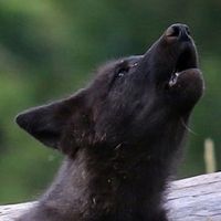 Gray wolf pup