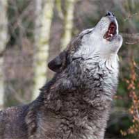 Gray wolf howling