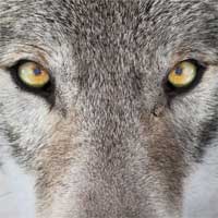 Wolf eyes