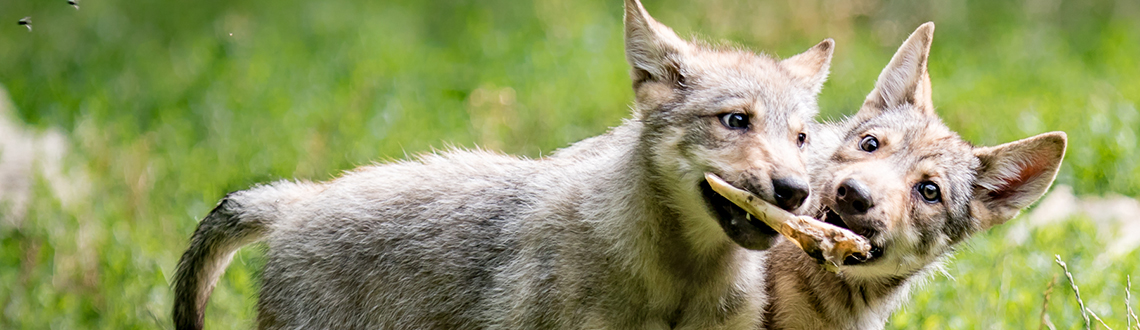 Wolf pups